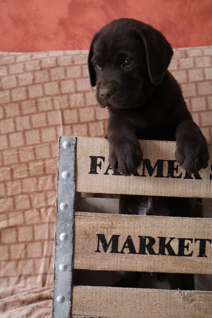 de La Rosedes Vents Tricastine - Chiot disponible  - Labrador Retriever