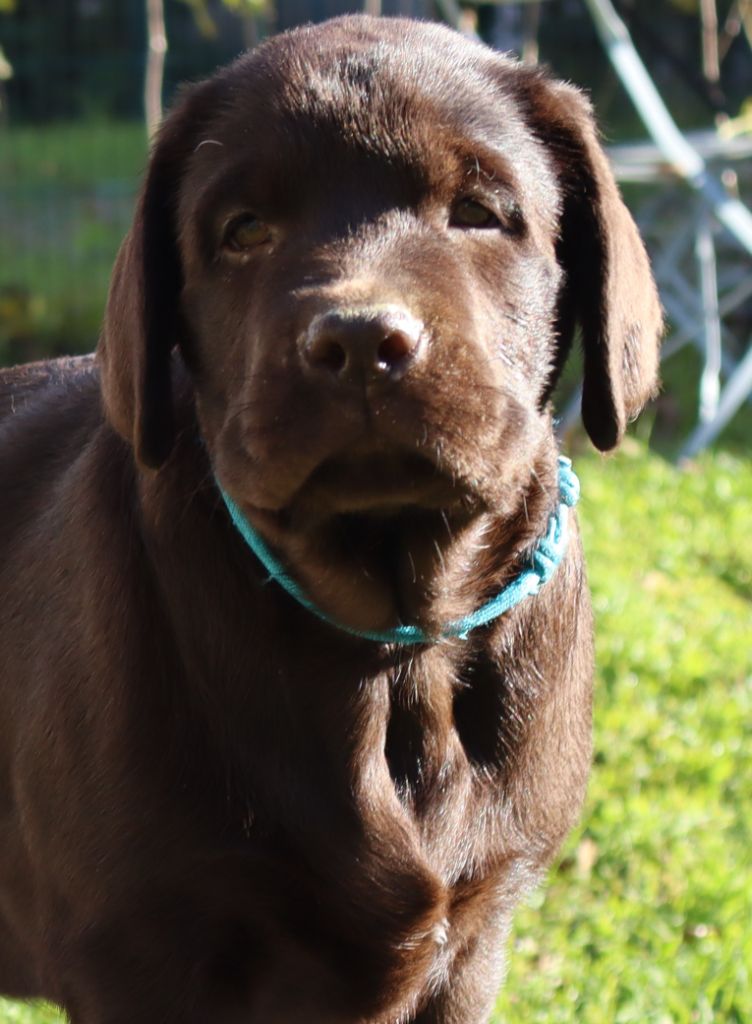 de La Rosedes Vents Tricastine - Chiot disponible  - Labrador Retriever