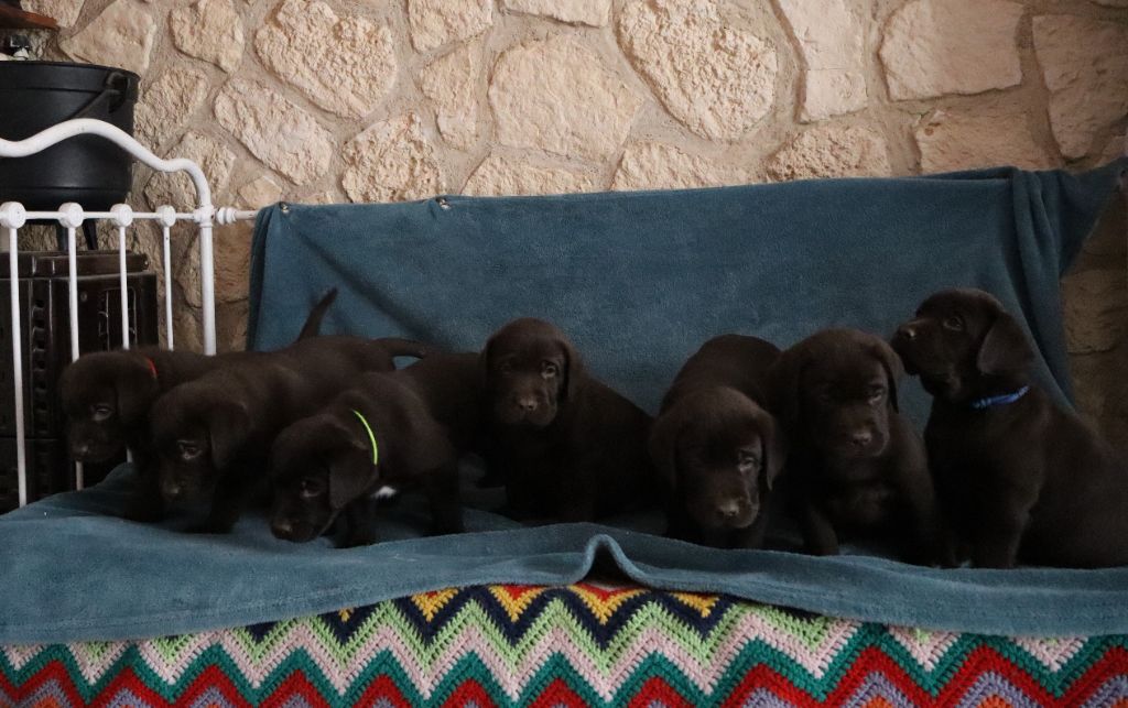 chiot Labrador Retriever de La Rosedes Vents Tricastine