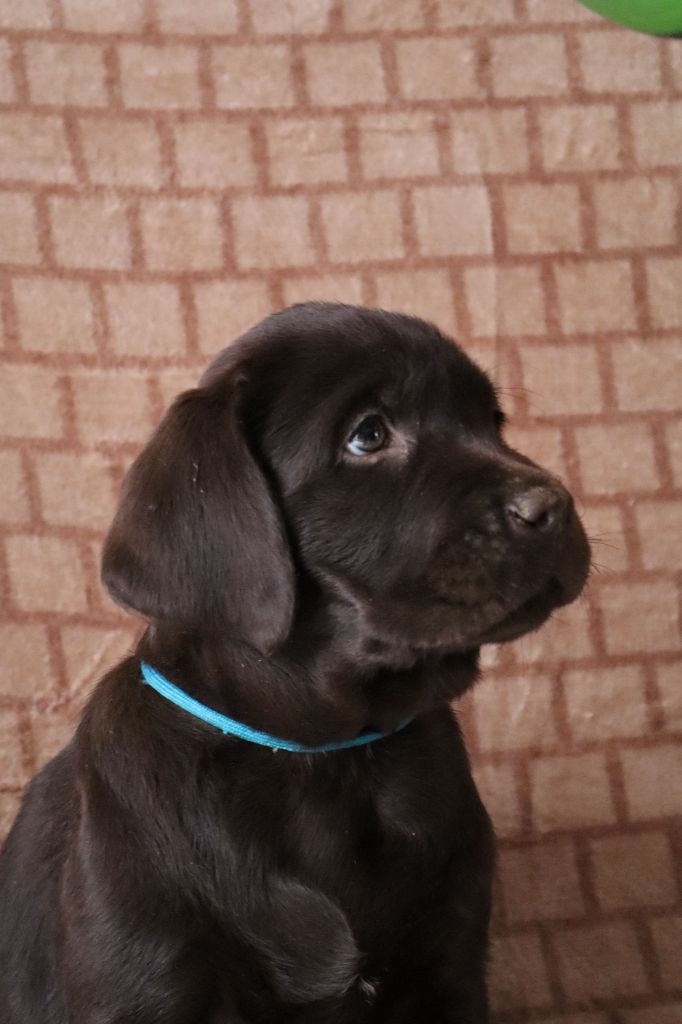 de La Rosedes Vents Tricastine - Chiot disponible  - Labrador Retriever