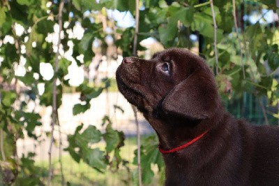 VaÏa CHIOT 6 (rouge)