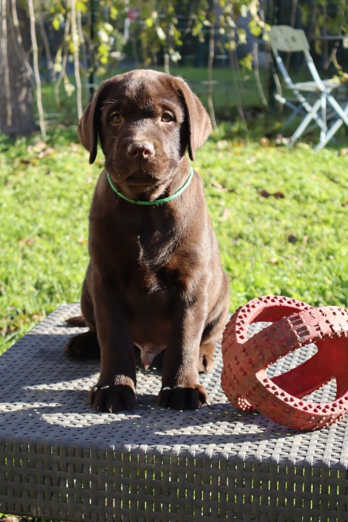 de La Rosedes Vents Tricastine - Chiot disponible  - Labrador Retriever